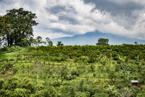 كوستاريكا تارازو