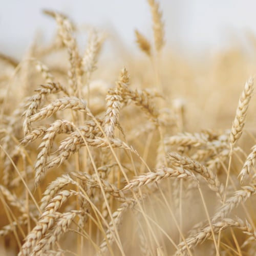 راوش شامبو بزيت البيض للشعر التالف 200ml