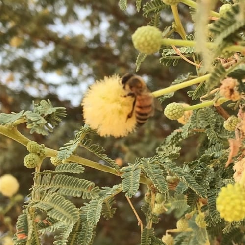 الطلح نجدي 250جرام