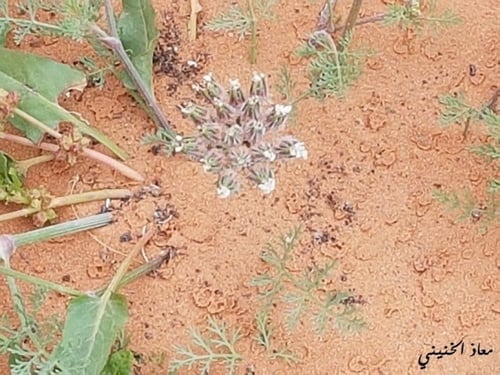 بسباس 30 بذرة Anisoscialium isoscoadium