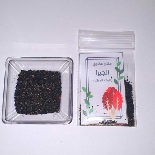 بذور الجيرا (عضوي)