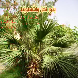 بذور واشنطونيا 15 بذرة