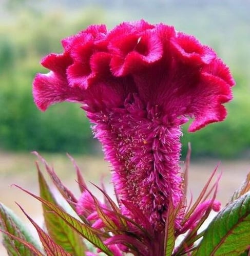 بذور زهرة سيلوزيا كريستاتا عرف الديك