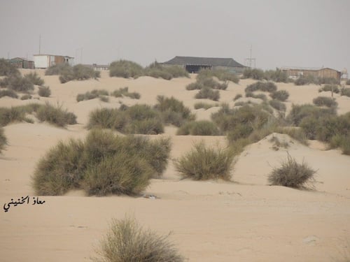 مرخ 100 بذرة Leptadenia pyrotechnica