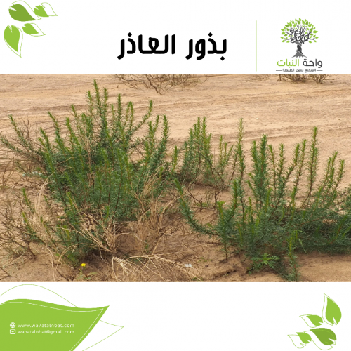 بذور العاذر (3 بذرات)