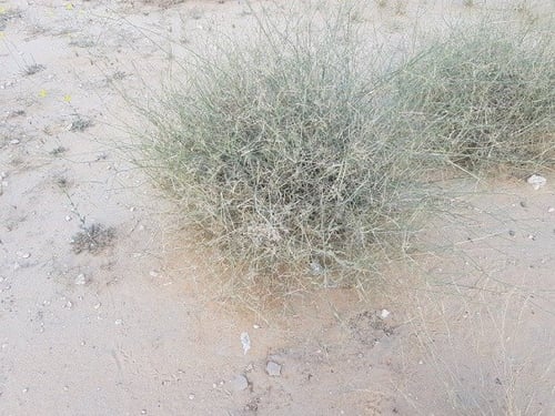بذور ثمام 500 بذرة Panicum turgidum Forssk