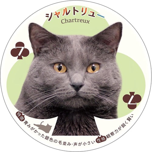 باصرة (كوتشينه) قطط