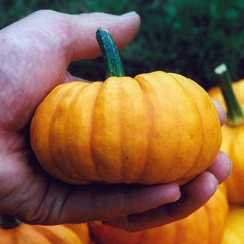 بذور يقطين جاك الصغير - Jack Be Little Pumpkin See...