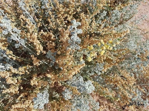 بعيثران مقدار بيالة من البذور والشوائب Artemisia j...