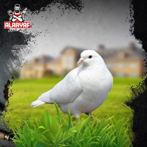 حمام فرنسي (زوج من الحمام)