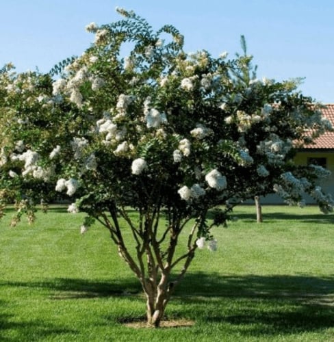 بذور شجرة تمر حنا - لاجستروميا أبيض( Lagerstroemia...