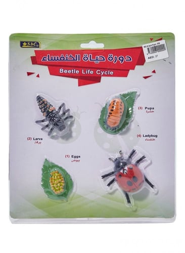 أشكال تعليمية ثلاثية الأبعاد تعلم دورة حياة مكونة...