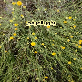 بذور العرفج 10 بذرات