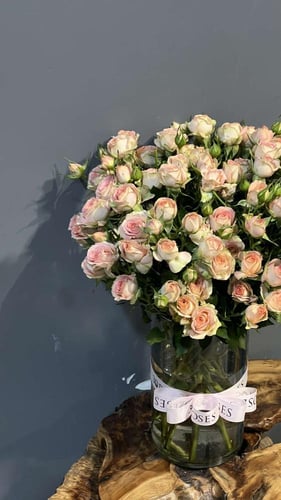 فازة السلام