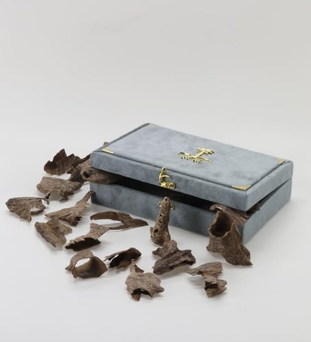 قواقع فيتنامي طبيعي