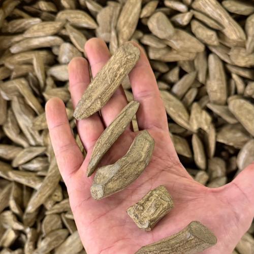 ارياني محسن