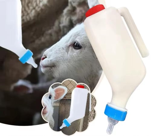 رضاعة ماعز و اغنام