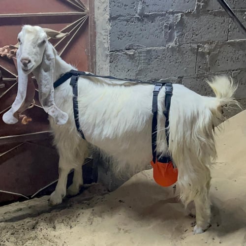 شمالة ماعز - أغنام