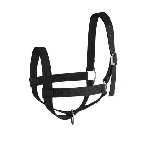 رشمة أبقار مع مقود