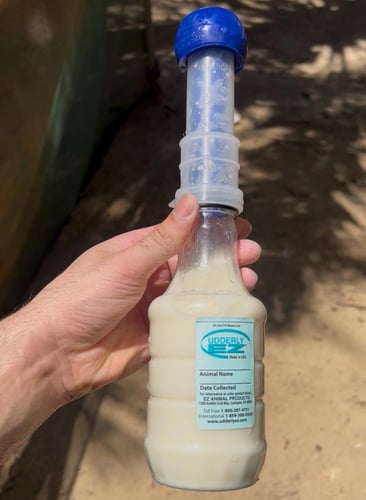 حلابة ماعز صغيرة 1 لتر