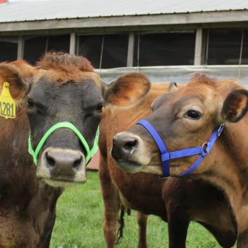 رشمة أبقار مع مقود