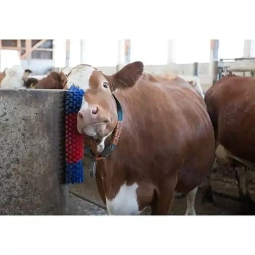 فرشاة تدليك