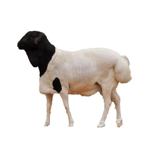 Lamb meat Barbary (14-16) kilograms