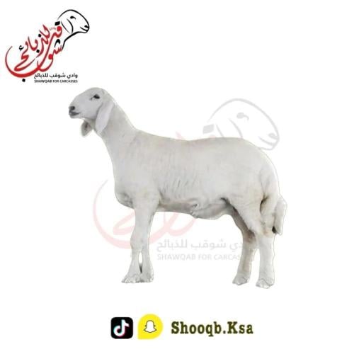 طلي حري وسط
