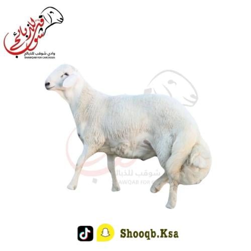 طلي حري جبر