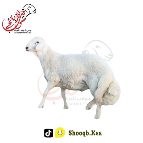 طلي حري جبر ناهي