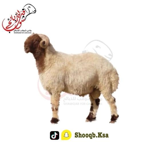 طلي نعيمي جبر
