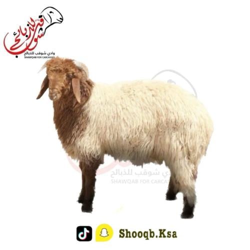 طلي نعيمي وسط