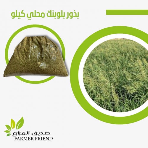 بذور بلوبنك محلي