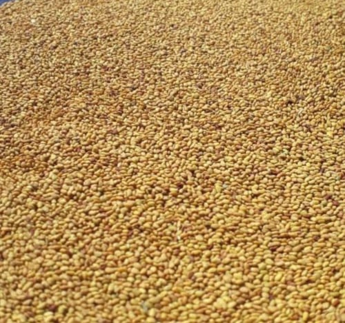 بذور برسيم حساوي كيلو درجة اولى