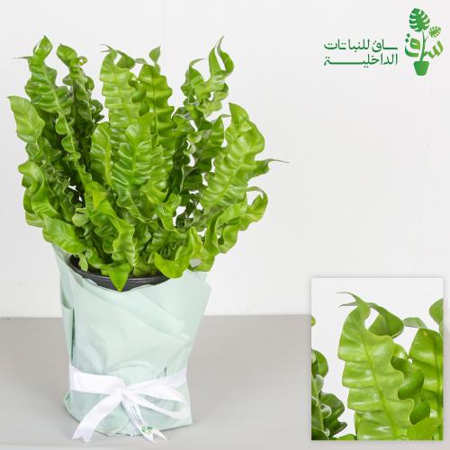 سرخس عش الطير المموجة