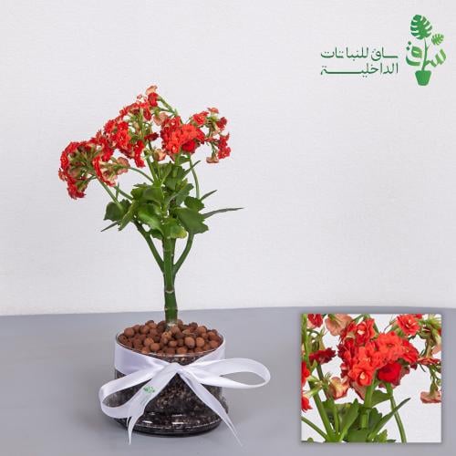 كلانشو احمر مجهزة بمركن زجاجي مع ربطة