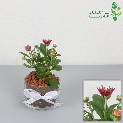 اراولا عنابي مجهزة بمركن زجاجي مع ربطة