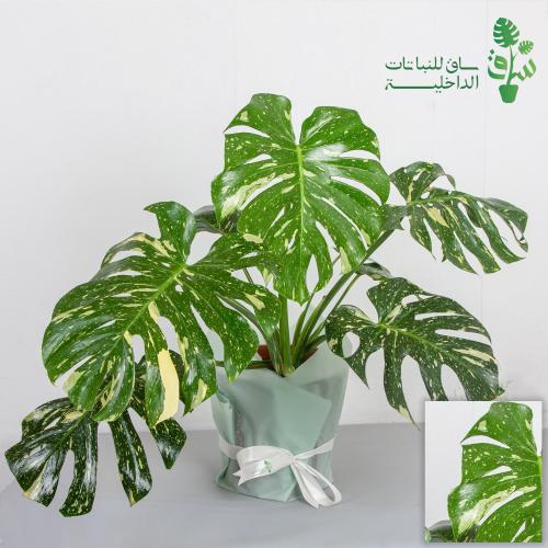 مونستيرا مبرقشة (البو) ديليسيوسا كبيرة جدا Monster...