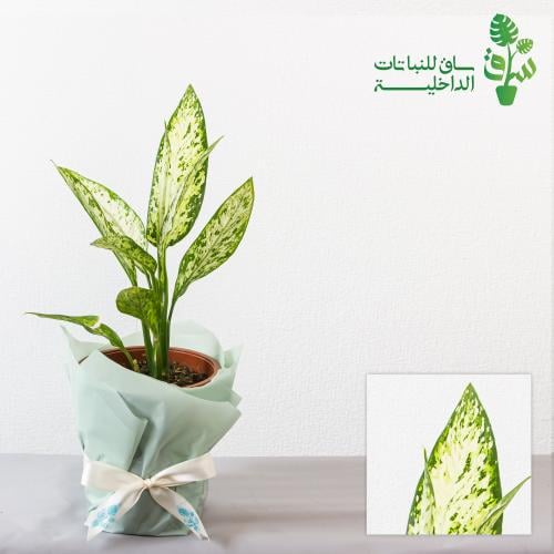 ديفنباخيا ايمي Dieffenbachia Amy