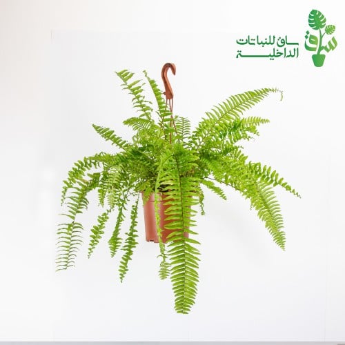 اسبرجس طويل ( نيفروبلس اكسالتاتا )