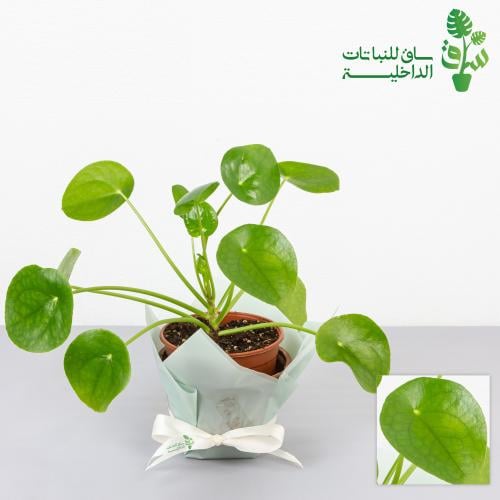 بيليا بيبيميورديس شجرة المال الصينية