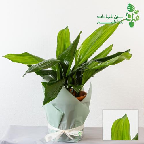 اسبيدسترا كبير