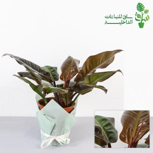 فيلوديندرون امبريال احمر كبيرة