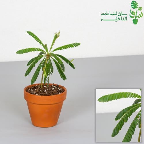 بيوفيتوم سينسيتيفوم Biophytum sensitivum