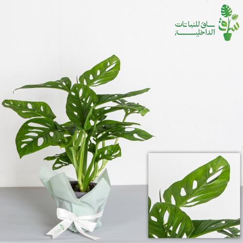 مونستيرا ادونسي مينت (النعناع) كبيرة Monstera adan...