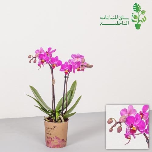 اوركيد بنفسجي كبير