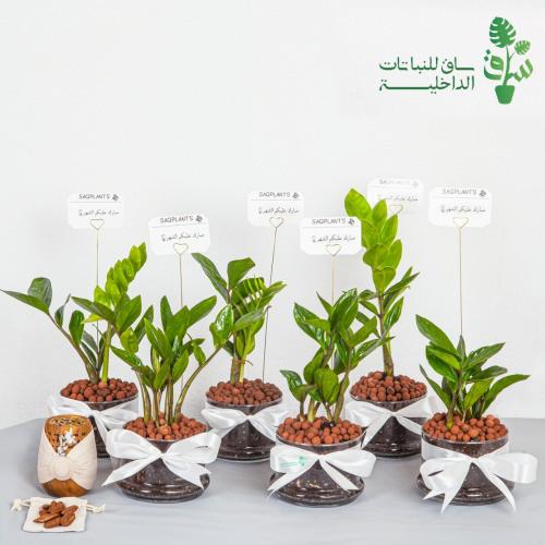 مجموعة 6 توزيعات العيد زاميا مجهزات بمراكن زجاجية...