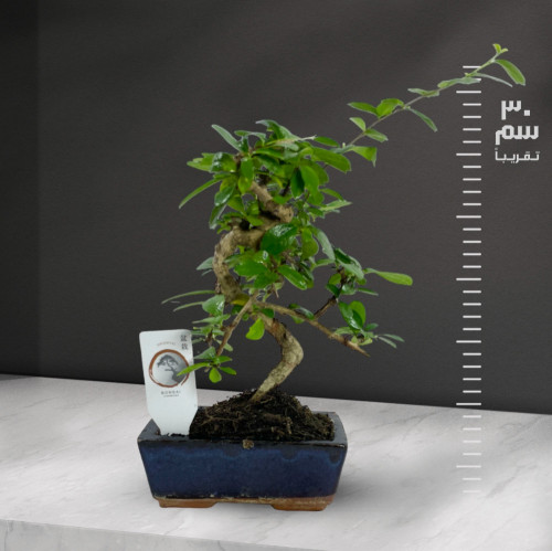 بونساي ليجوستروم