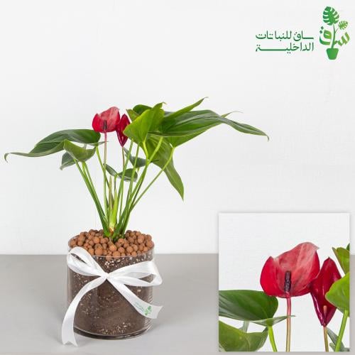 انتوريوم فوشي بمركن زجاجي مع ربطة فيونكة