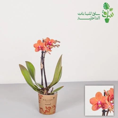 اوركيد برتقالي فاتح